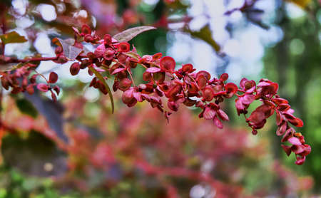 Branch with red leavesの写真素材