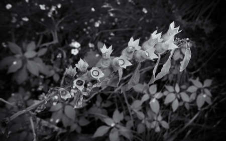 Plant in monochrome imageの写真素材