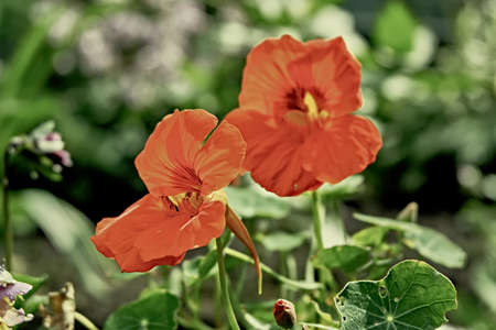 red flower in garden