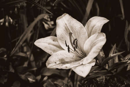 Lilies in black and white imageの写真素材