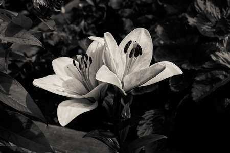 Lilies in black and white imageの写真素材