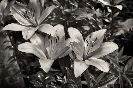 Lilies in black and white imageの写真素材
