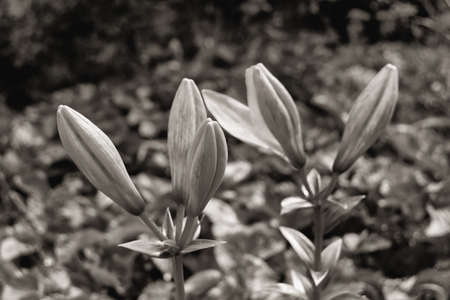 Flower with grass in black and white imageの写真素材