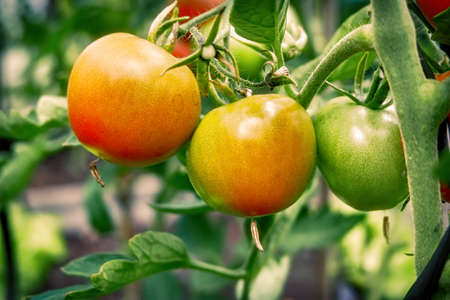 tomatoes on a branchの写真素材