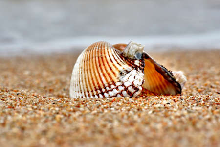 Shell and waveの写真素材