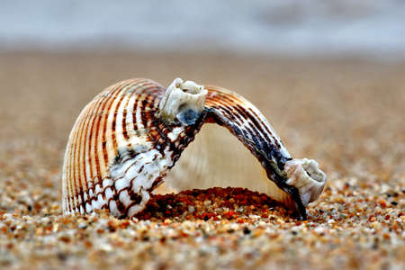 Shell and waveの写真素材