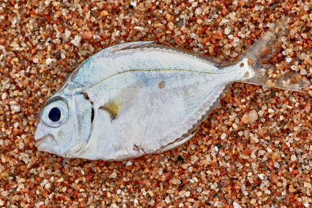 fish in the sandの写真素材