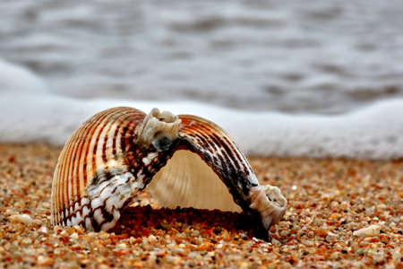 Shell and waveの写真素材
