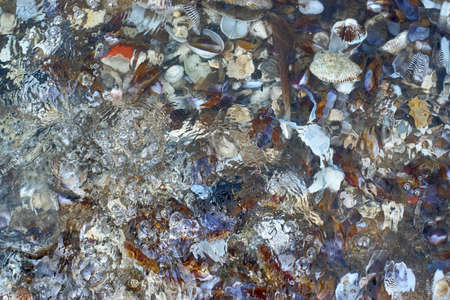 Seashells in the waterの写真素材
