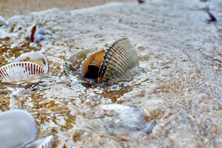 sea shell on the beachの写真素材