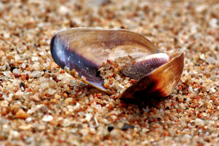 Seashell and sand