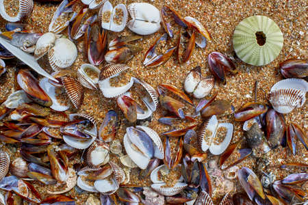 Seashells on the sand