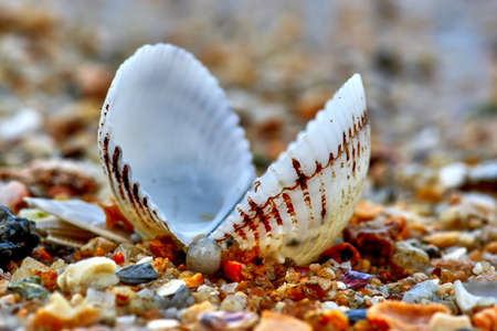Seashell on the shore