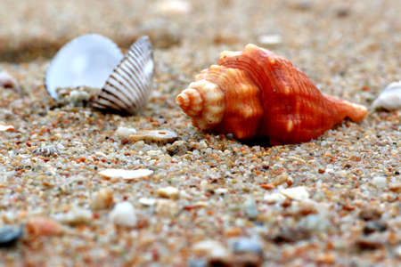 Shells on the sand in summerの写真素材