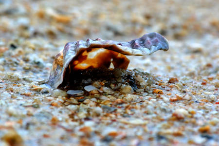 Shells in the sand