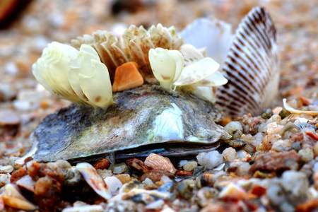Shells on the sand