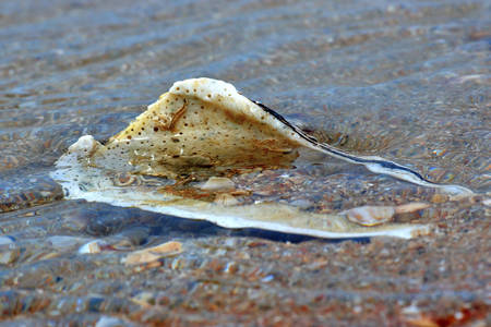 Shell in the waterの写真素材