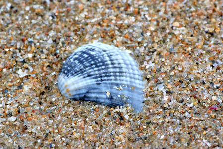 sea shell on the beachの写真素材