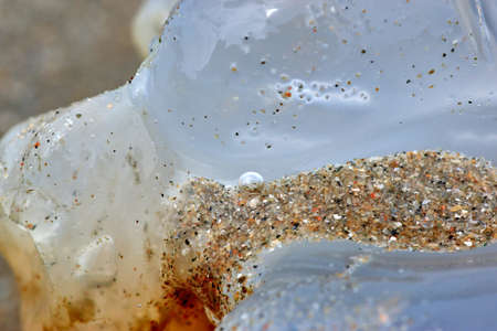 the sand on the jellyfishの写真素材