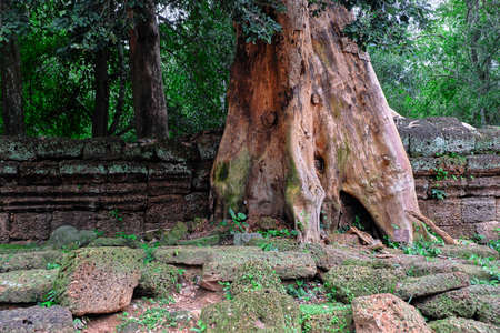 Trees of angkor watの写真素材