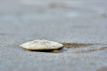 Shell on the sandの写真素材