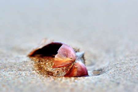 Shell on the sandの写真素材