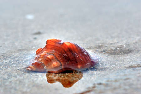 Shell on the sandの写真素材