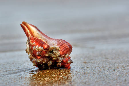 Shell on the sandの写真素材