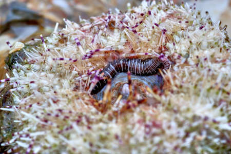 clam with wormの写真素材