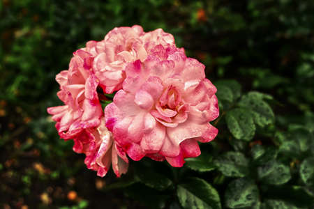 pink flowers in the gardenの写真素材