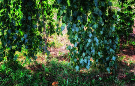 The leaves of birchの写真素材