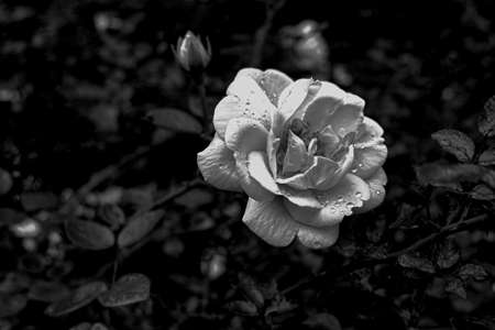 Rose with dew dropsの写真素材