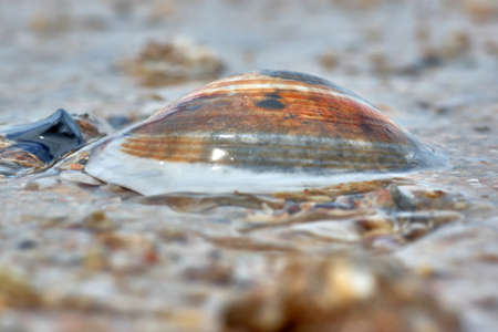 Shell in the water