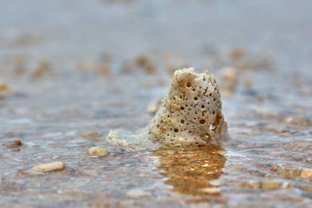 Shell in the waterの写真素材