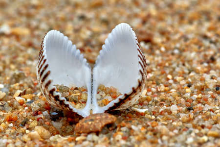 Open shellの写真素材
