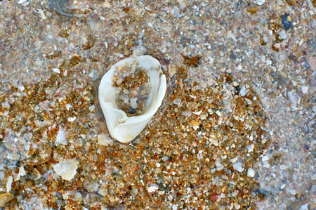 Shell in the waterの写真素材