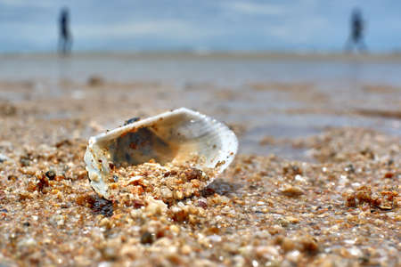 Seashell on the beachの写真素材