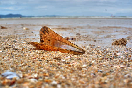 Seashell on the beachの写真素材