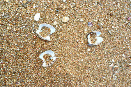 sea shells on the beachの写真素材