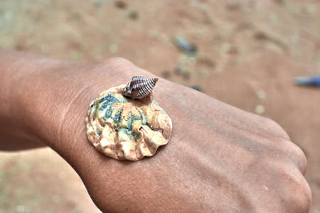 seashell in handの写真素材