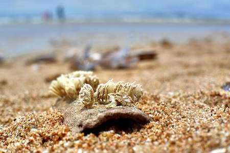 shell on the beachの写真素材
