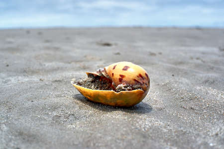 Shell on the beachの写真素材
