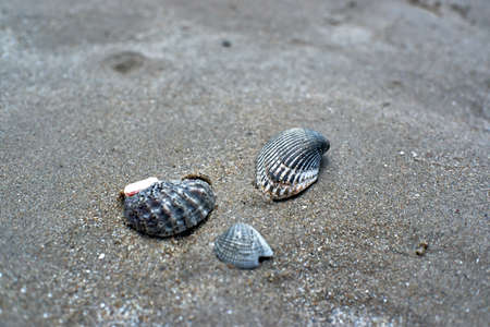 sea shells on the beachの写真素材