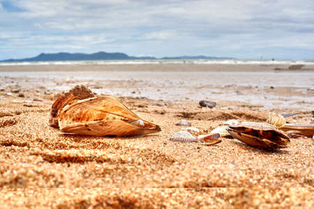 Seashells by the seaの写真素材