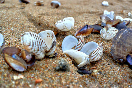 Seashells on the shoreの写真素材