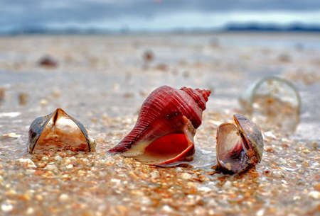 Shells on the sandの写真素材