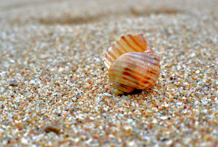 sea shell on the beachの写真素材