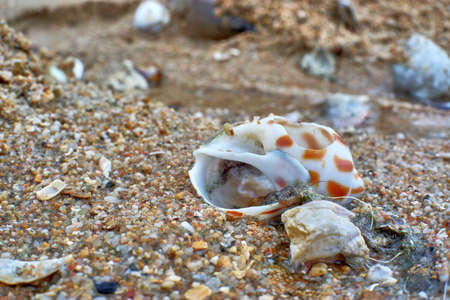 Shell on the sandの写真素材