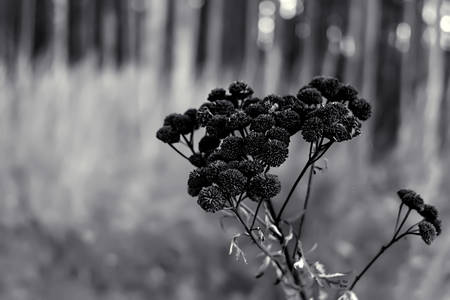 The flowers of tansyの写真素材