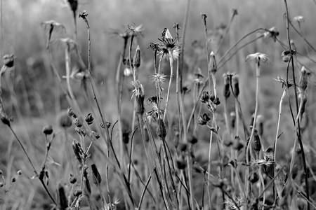 Grass in the fieldの写真素材